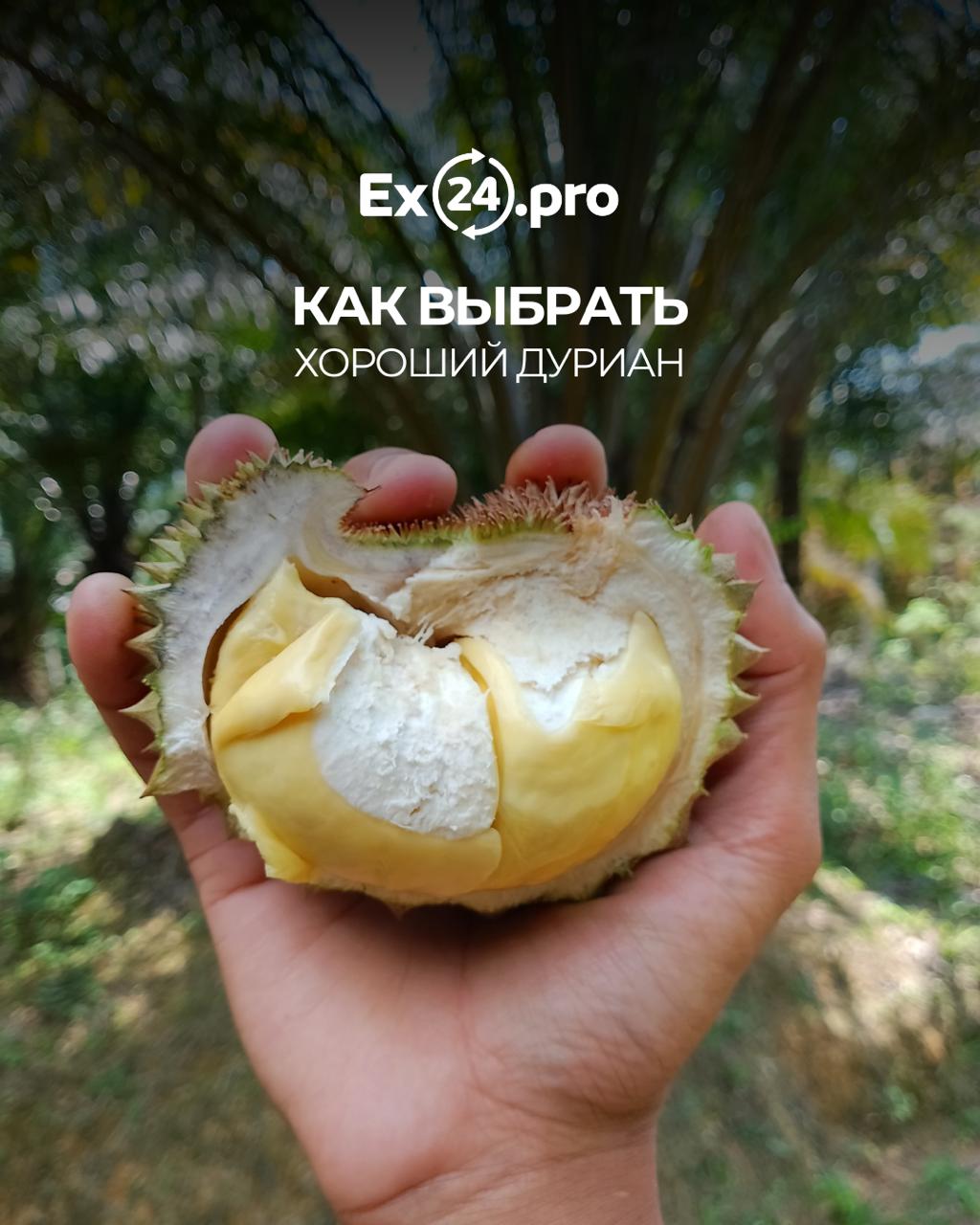 Как выбрать хороший дуриан