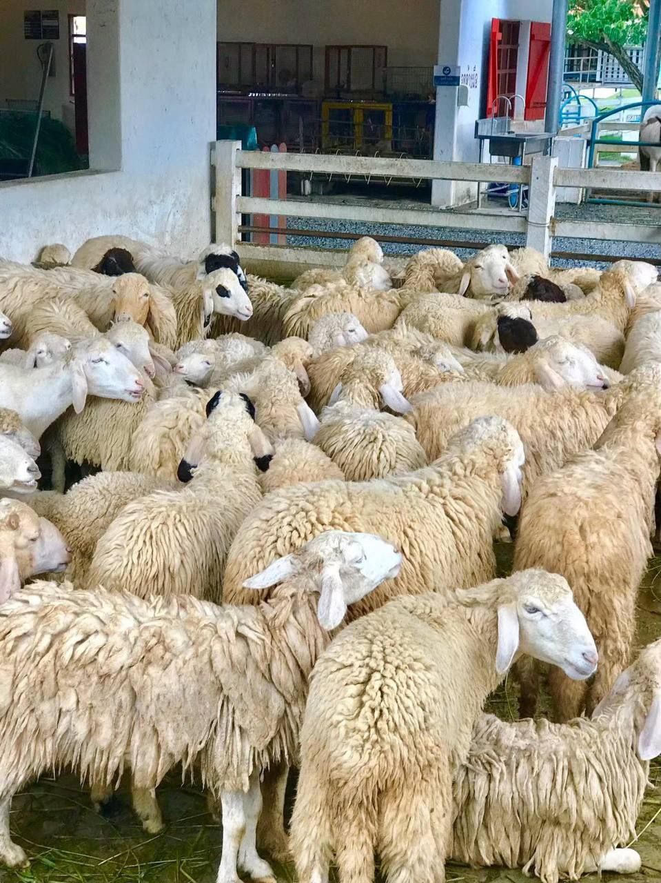 Экскурсия по зоопаркам и океанариуму