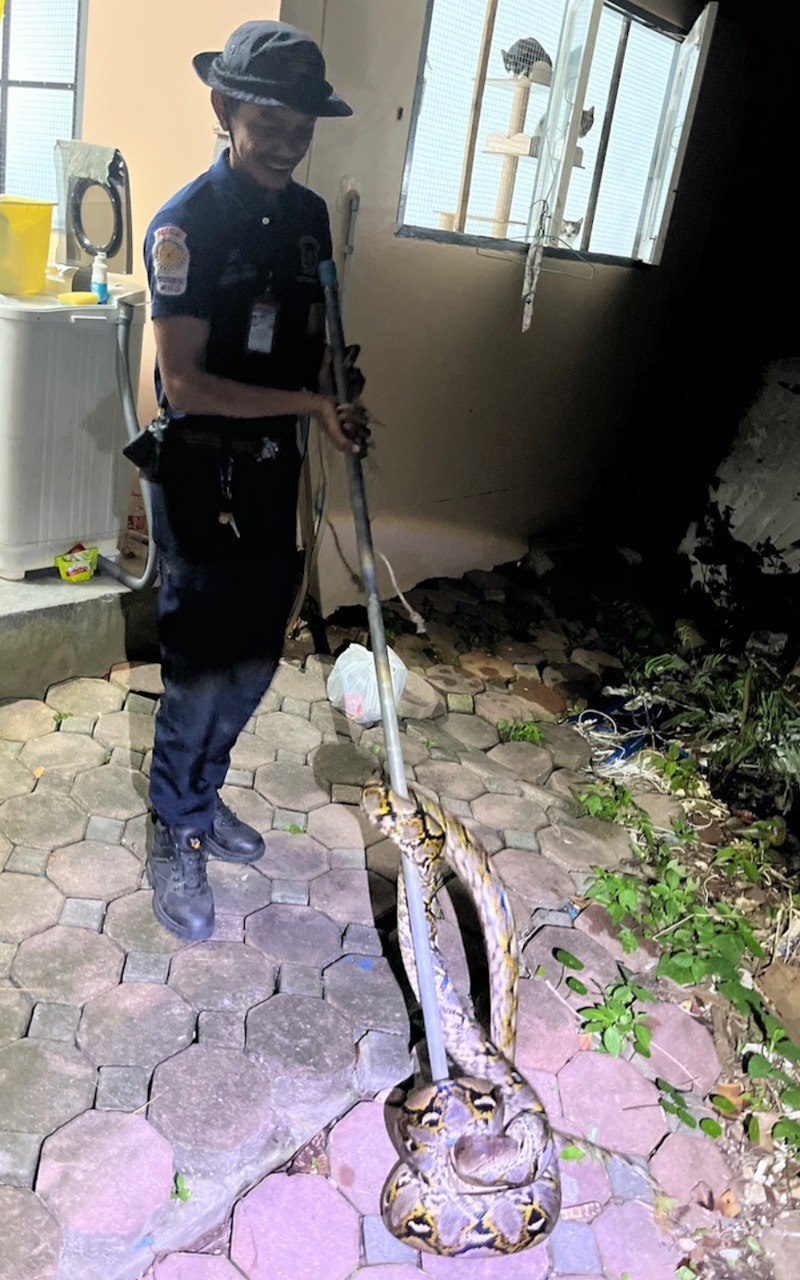 Отлов змей на Пхукете