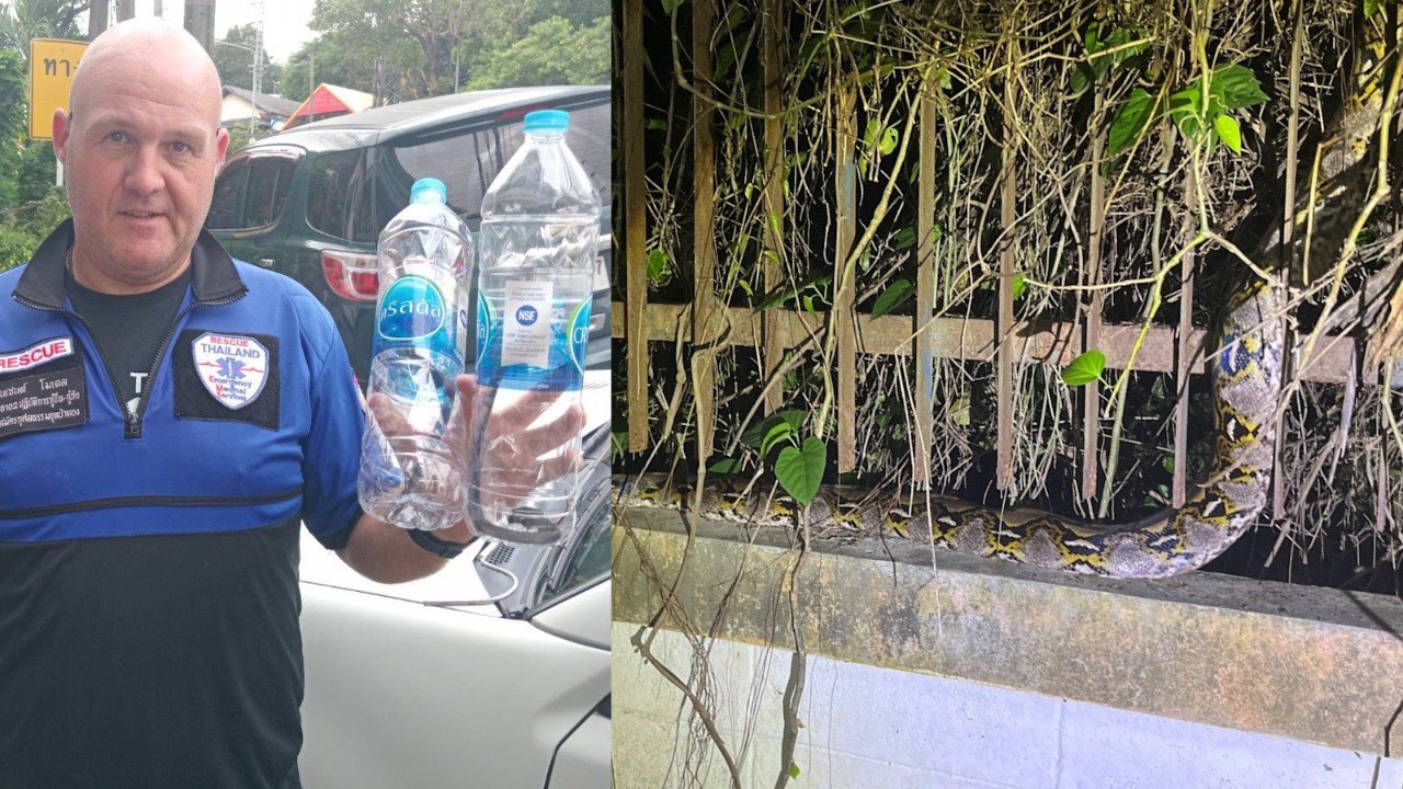 Отлов змей на Пхукете