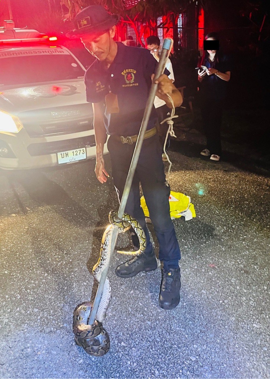 Отлов змей на Пхукете