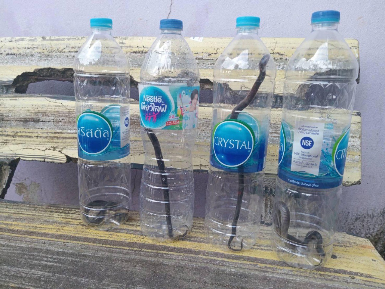 Отлов змей на Пхукете