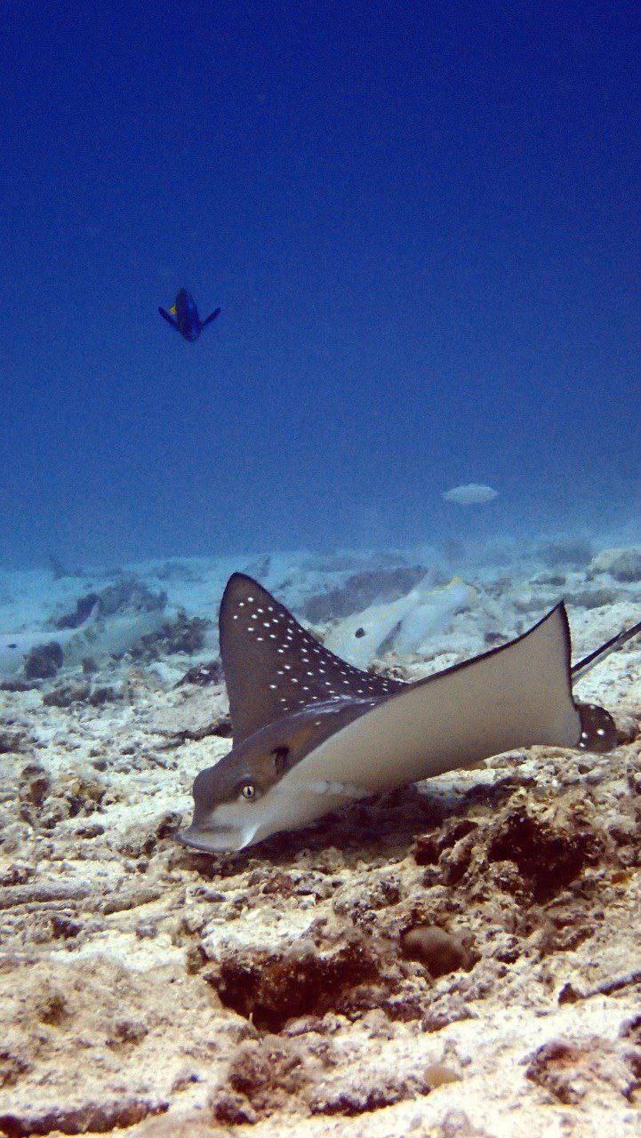 Дайвинг на Пхукете с инструкторами