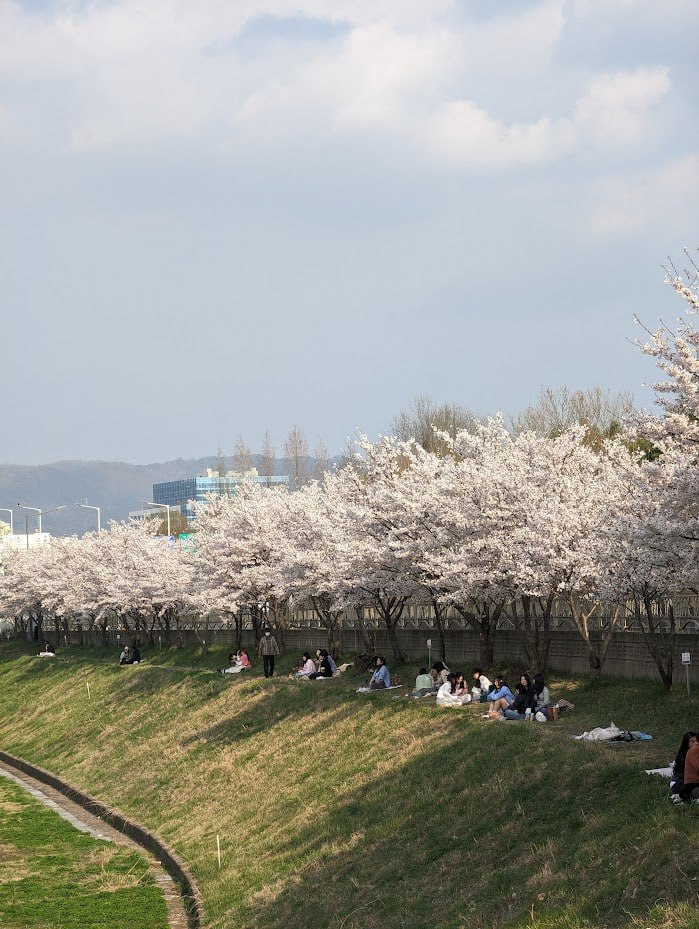 Сезон сакуры в Тэджоне и Сеуле