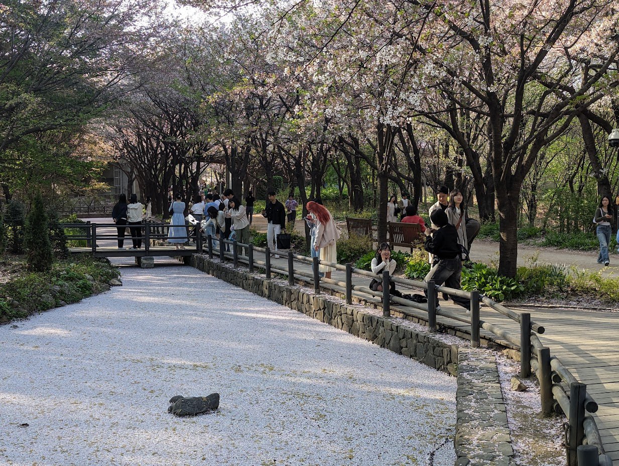 Сезон сакуры в Тэджоне и Сеуле