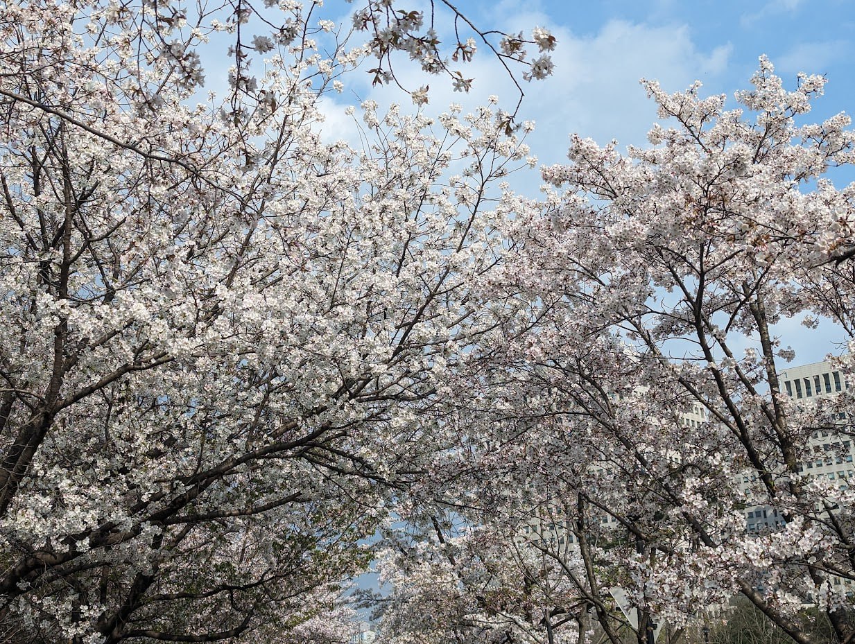 Сезон сакуры в Тэджоне и Сеуле