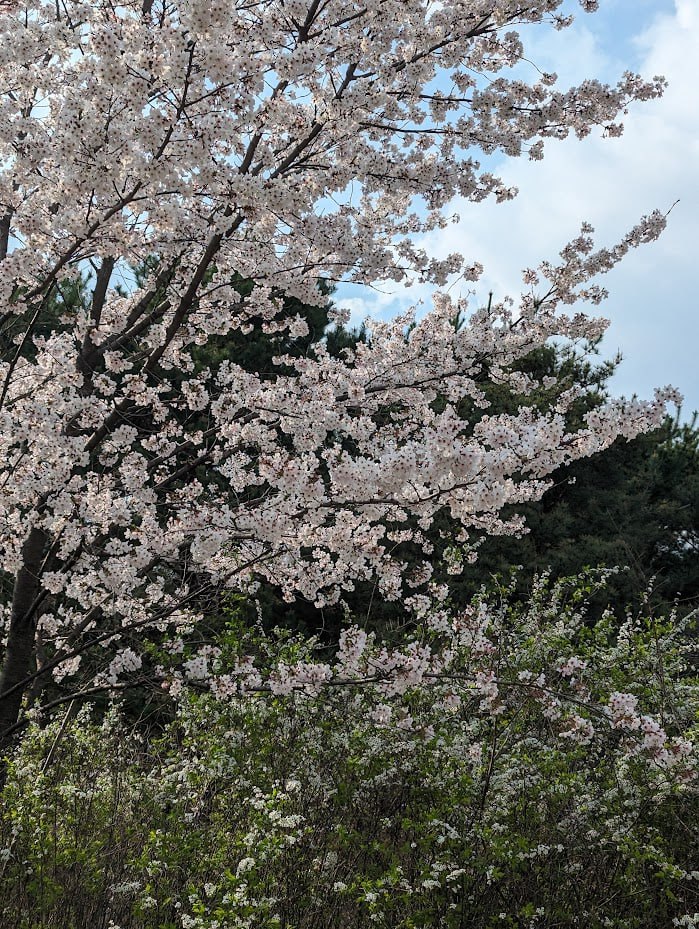 Сезон сакуры в Тэджоне и Сеуле