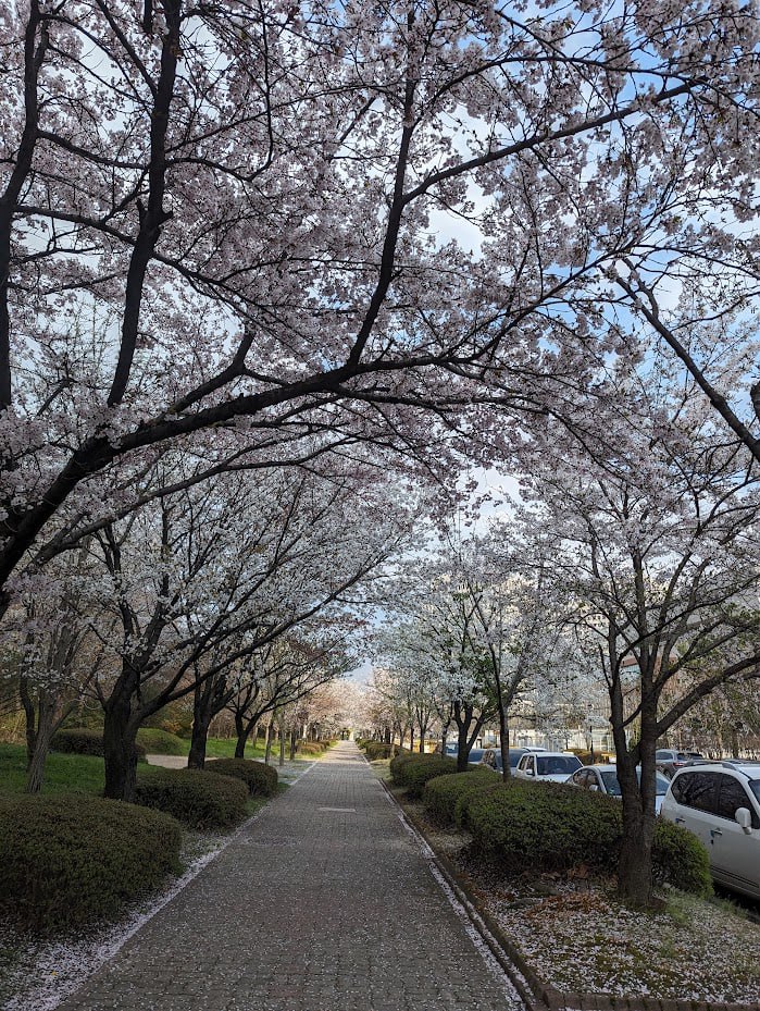 Сезон сакуры в Тэджоне и Сеуле