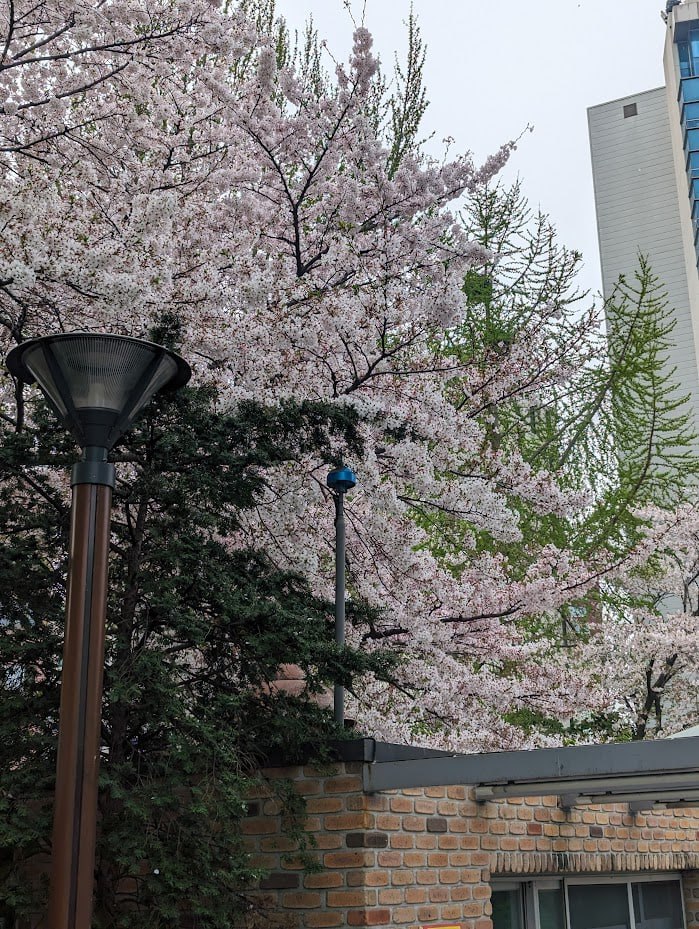 Сезон сакуры в Тэджоне и Сеуле