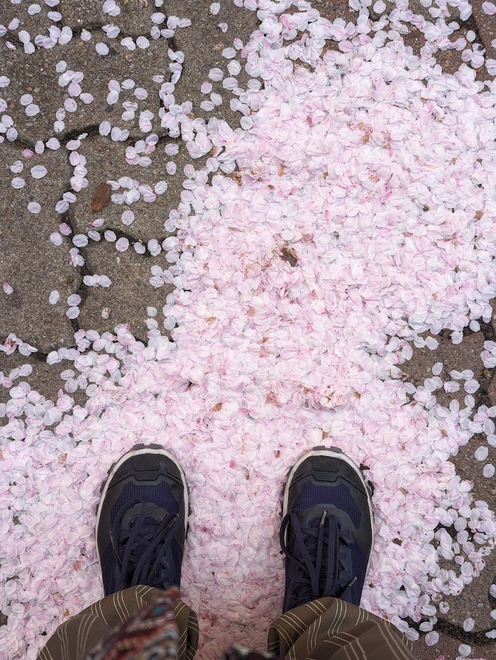 Сезон сакуры в Тэджоне и Сеуле