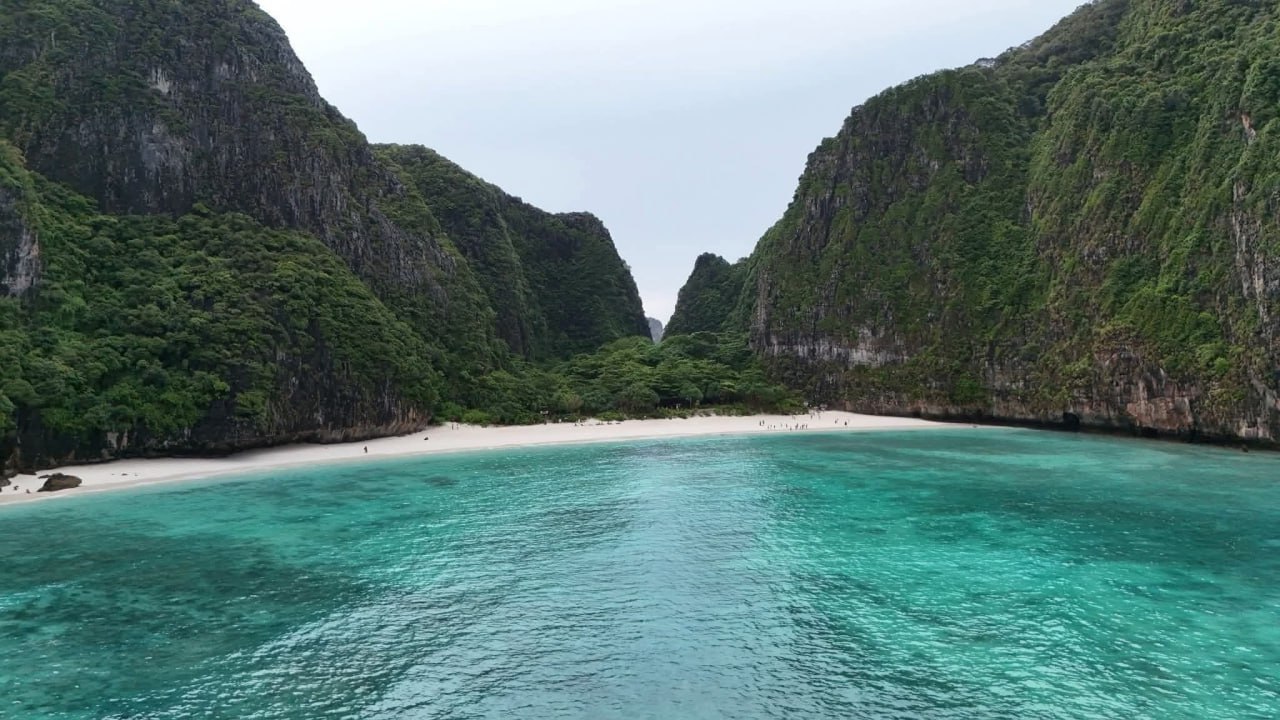 Возвращение чернопёрых акул в залив Майя