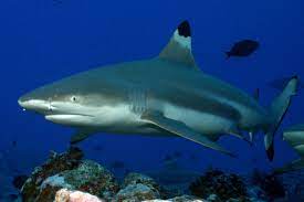 Возвращение чернопёрых акул в залив Майя