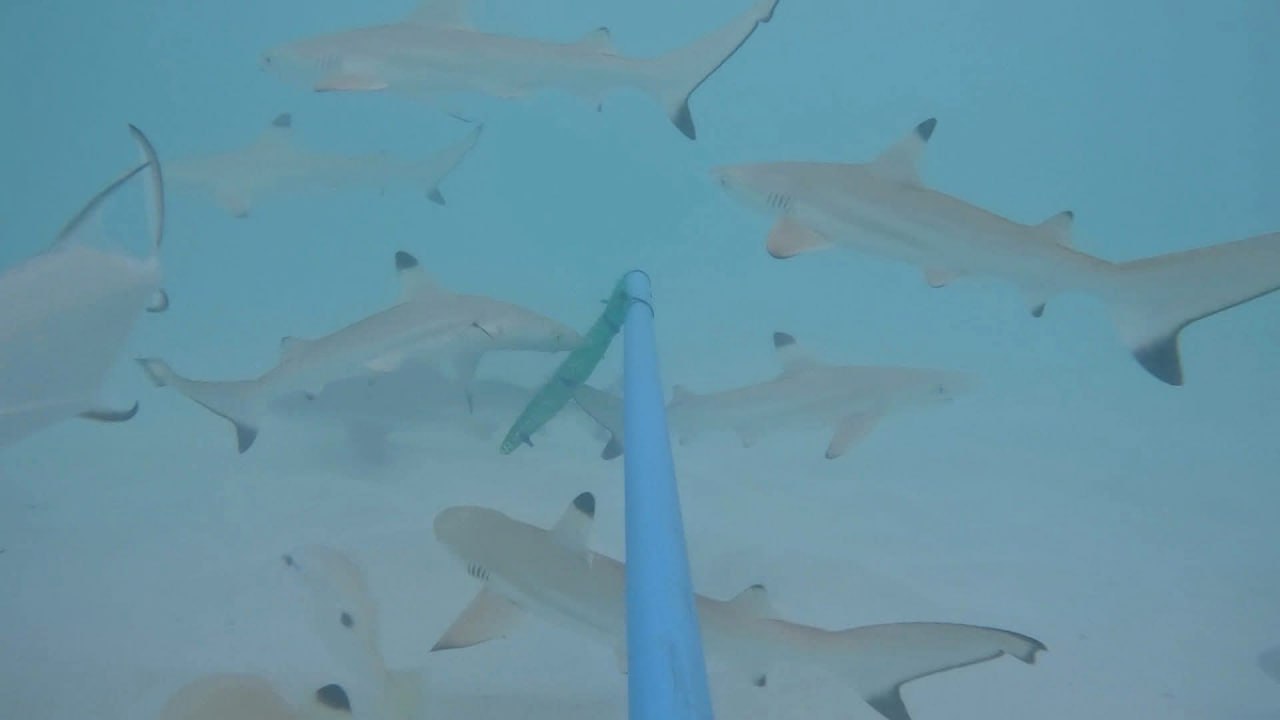Возвращение чернопёрых акул в залив Майя