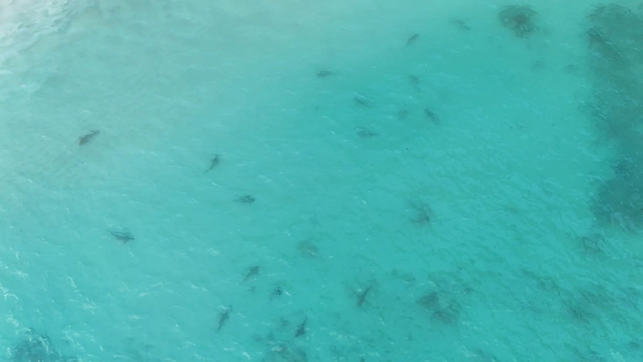 Возвращение чернопёрых акул в залив Майя