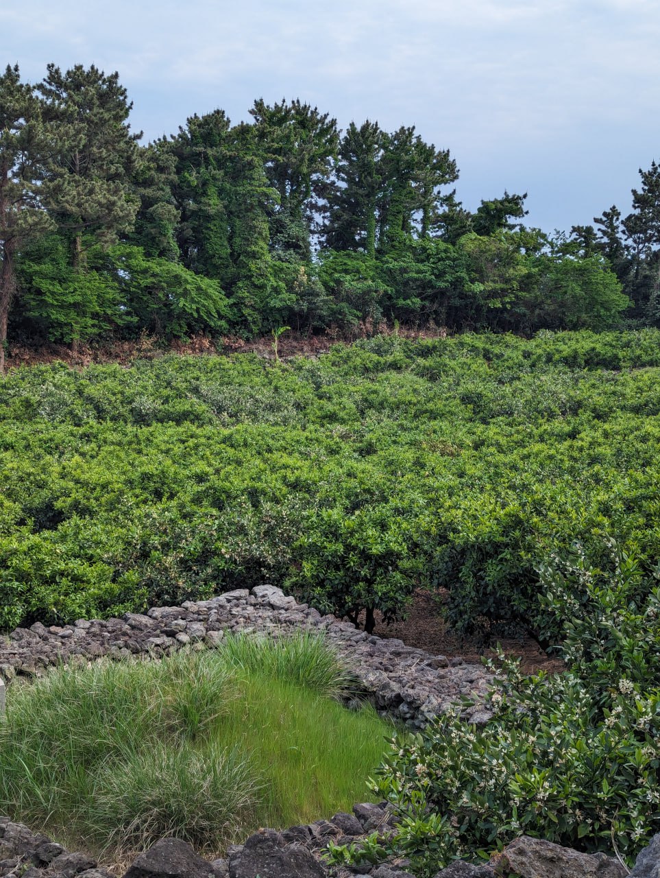 Путешествие на остров Чеджу