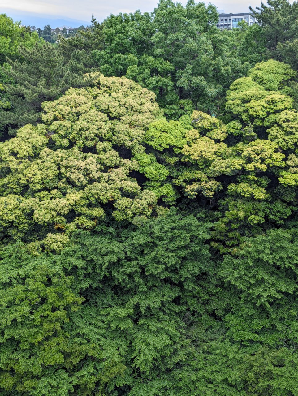 Путешествие на остров Чеджу