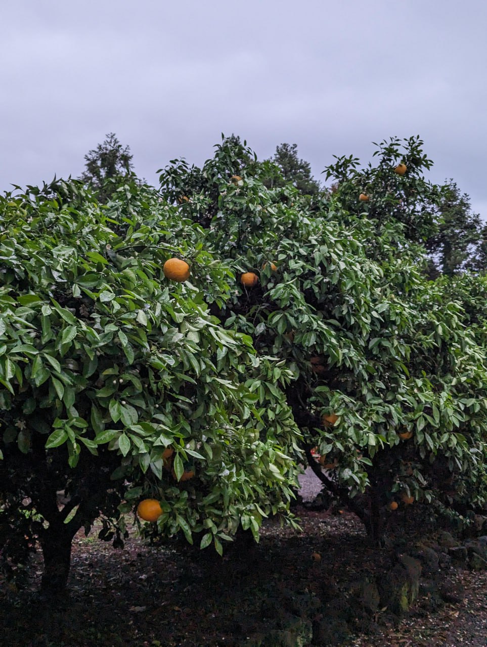 Путешествие на остров Чеджу