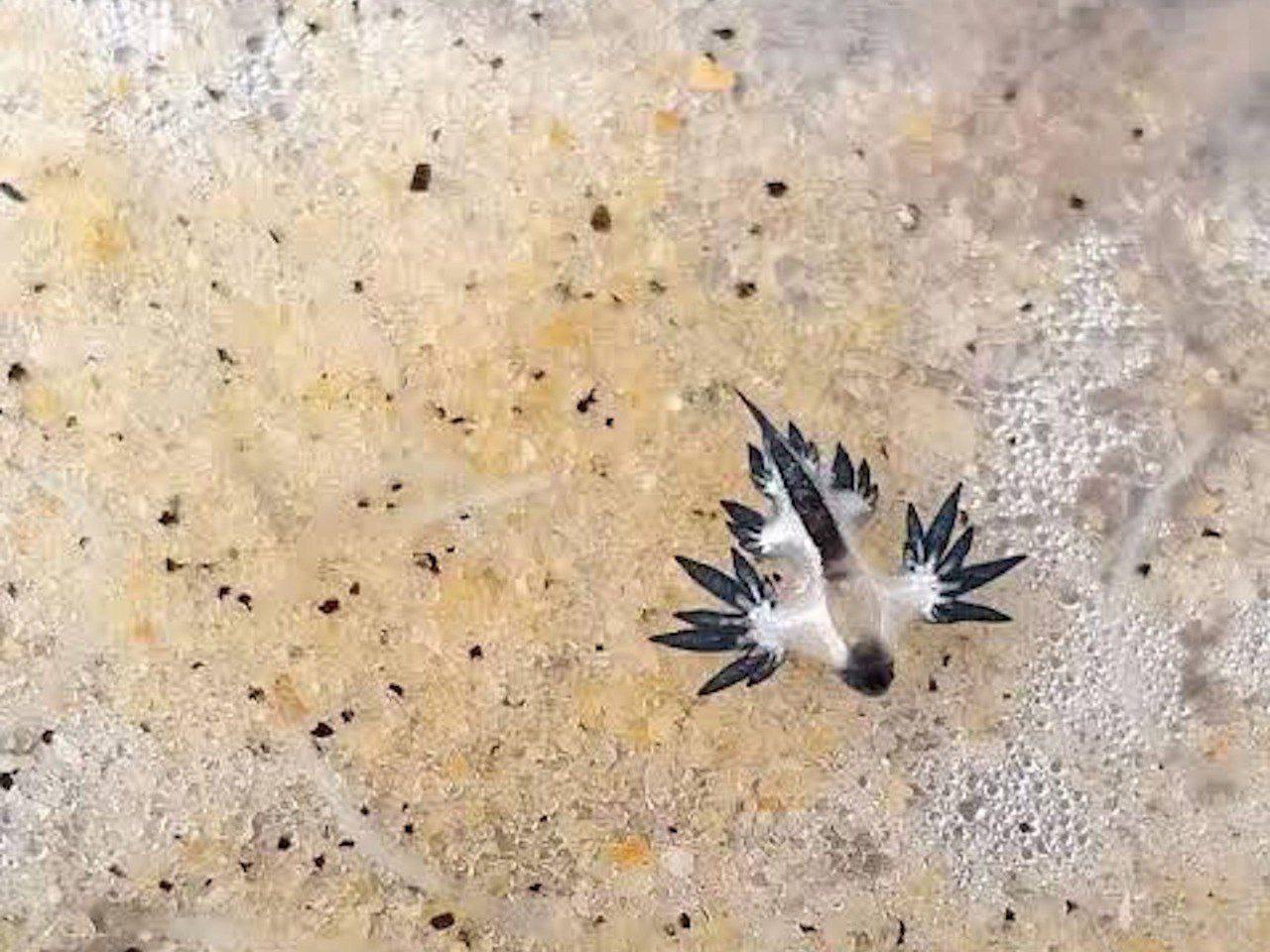 Ядовитые дракончики на пляжах Пхукета