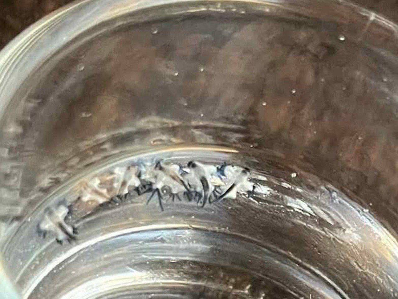 Ядовитые дракончики на пляжах Пхукета