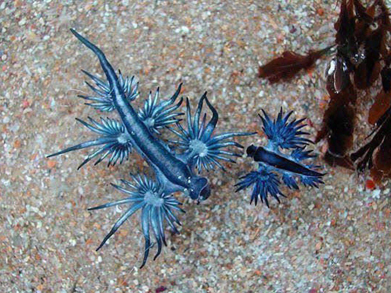 Ядовитые дракончики на пляжах Пхукета