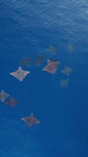 Встреча с орлиным скатом в Таиланде