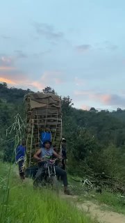 Сезон дурианов в Таиланде