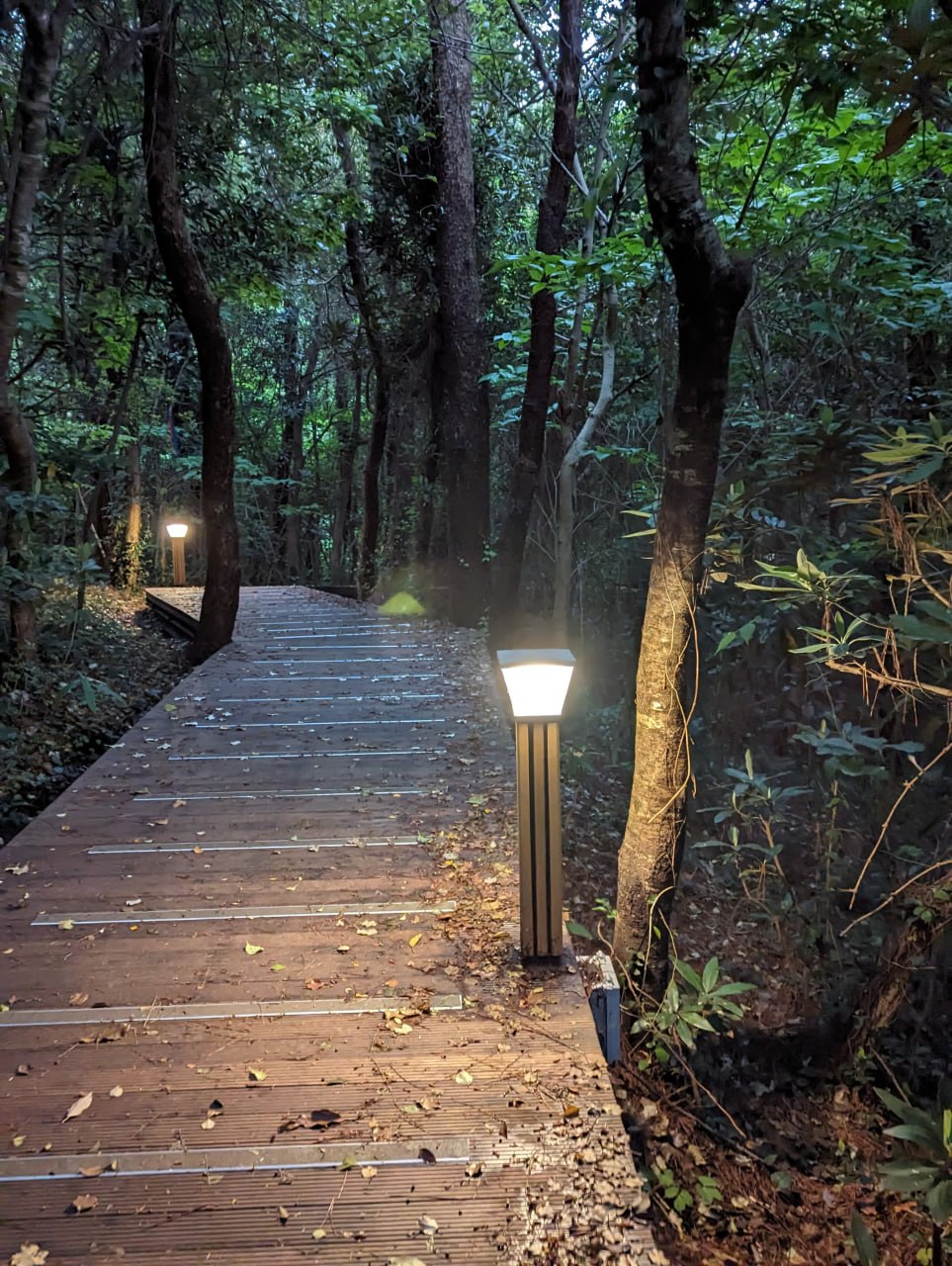 Приключения в ботаническом саду и тропах