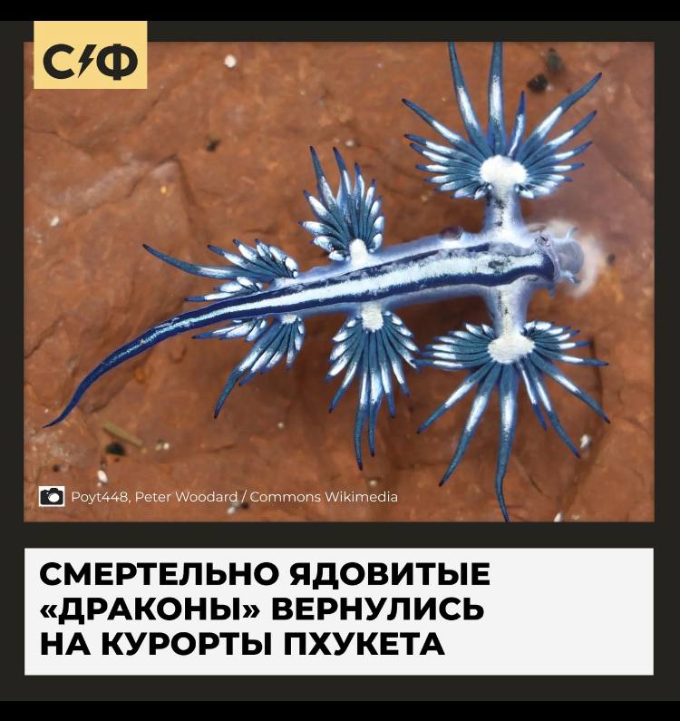 Ядовитые моллюски угрожают туристам на Пхукете