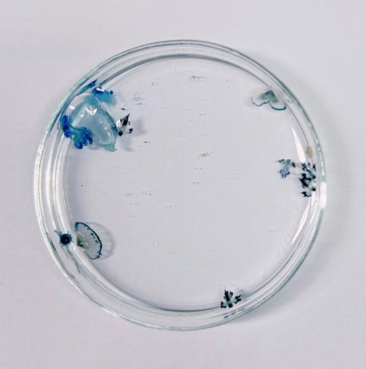 Ядовитые морские животные на пляжах Пхукета