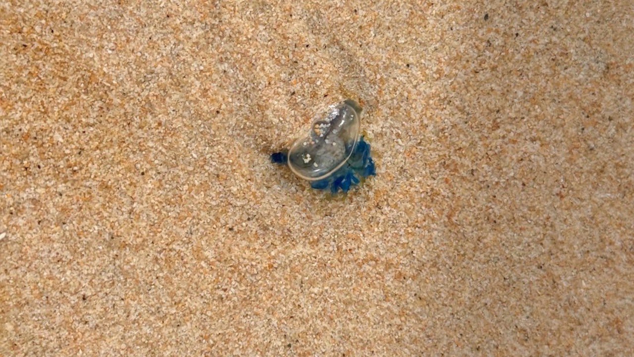 Ядовитые морские животные на пляжах Пхукета