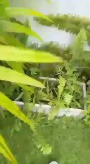 Иностранец пытался закопать хаски