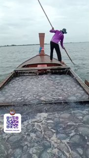 Медуза в тайской кухне