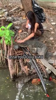 Правила поведения с варанами в парке