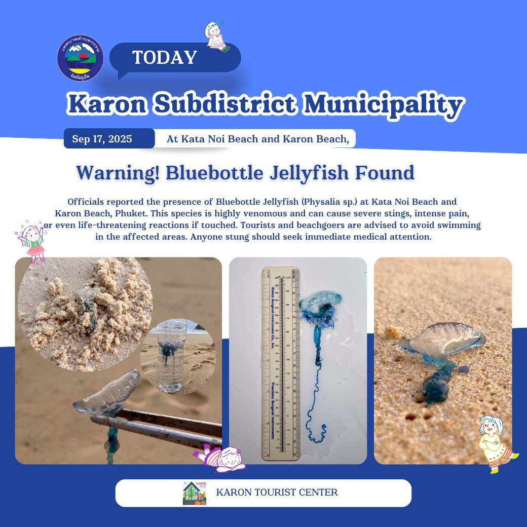 Появление португальских корабликов на пляжах Пхукета