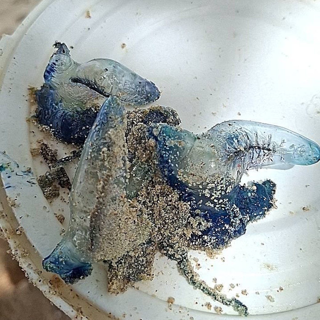 Появление португальских корабликов на пляжах Пхукета