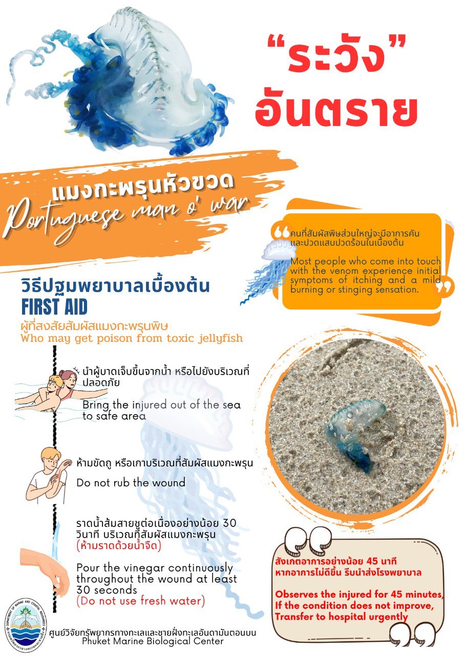 Появление португальских корабликов на пляжах Пхукета