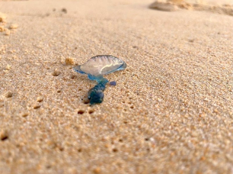 Опасность на пляжах Пхукета