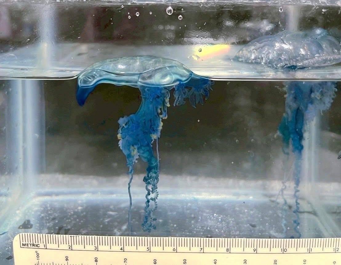 Опасность на пляжах Пхукета