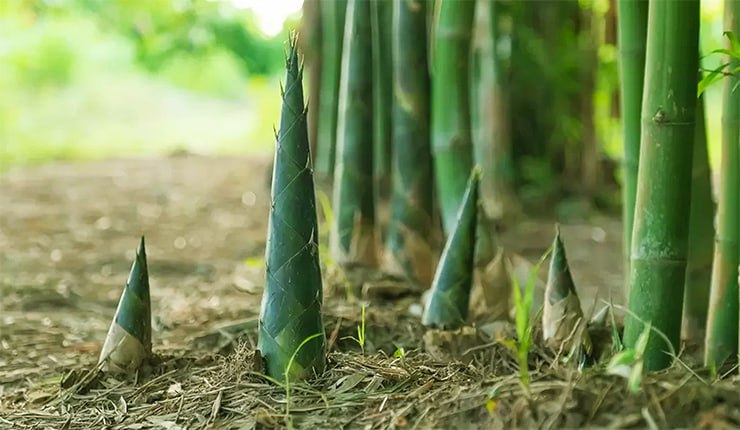 Бамбуковые побеги в тайской кухне