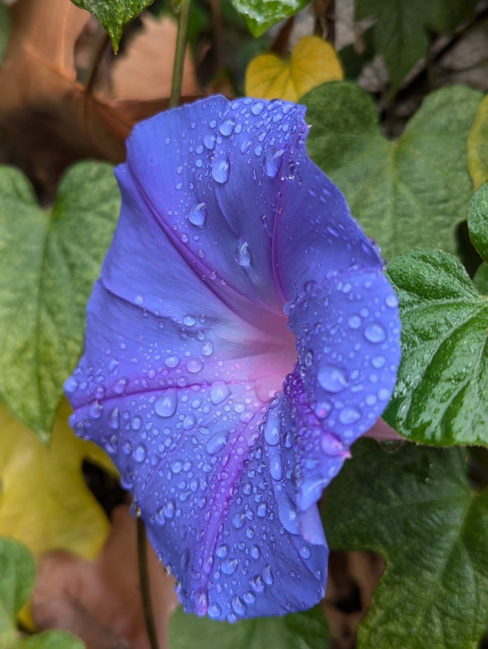 Путешествие на мыс Рока и трамвай