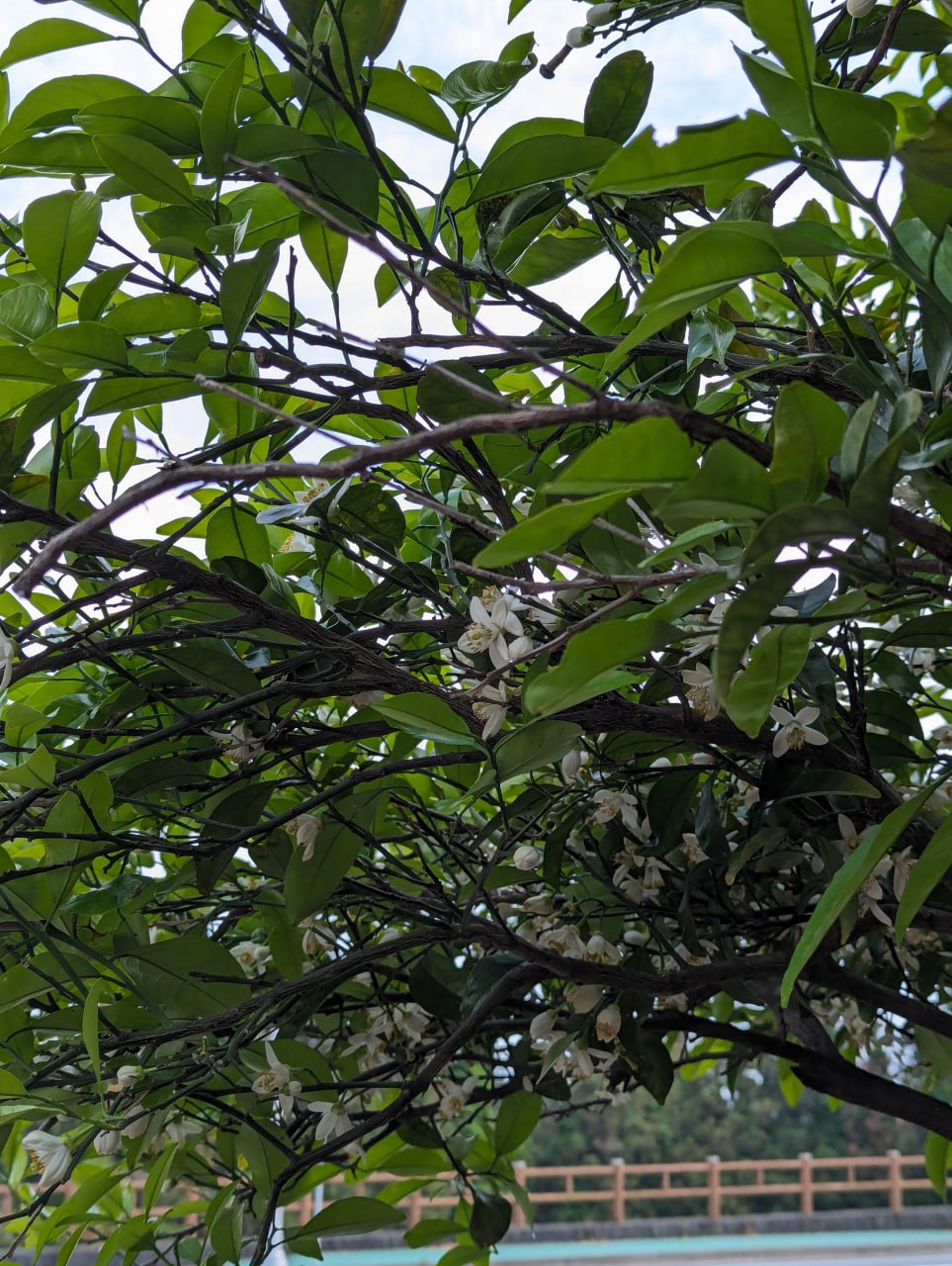 Путешествие на остров Чеджу