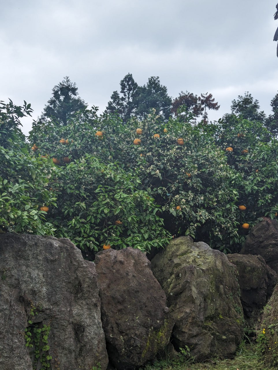 Путешествие на остров Чеджу