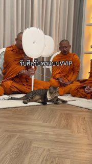 Кошки в тайских храмах