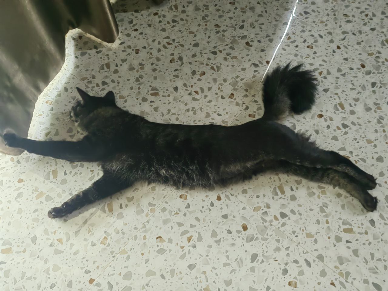 Спасение и усыновление котика