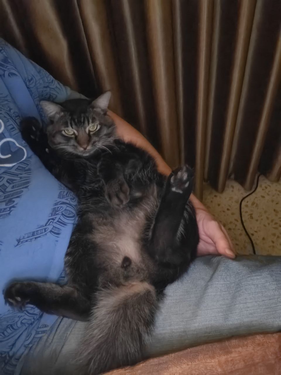 Спасение и усыновление котика