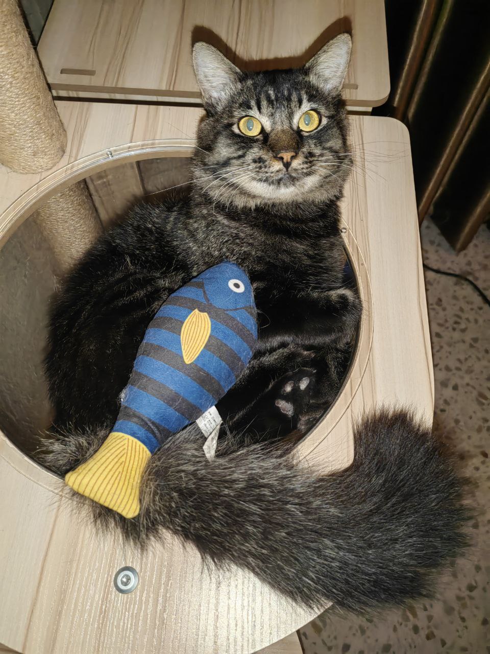 Спасение и усыновление котика