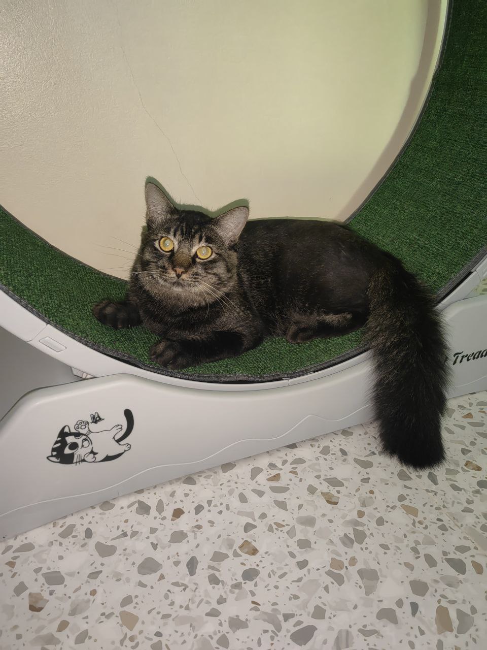 Спасение и усыновление котика