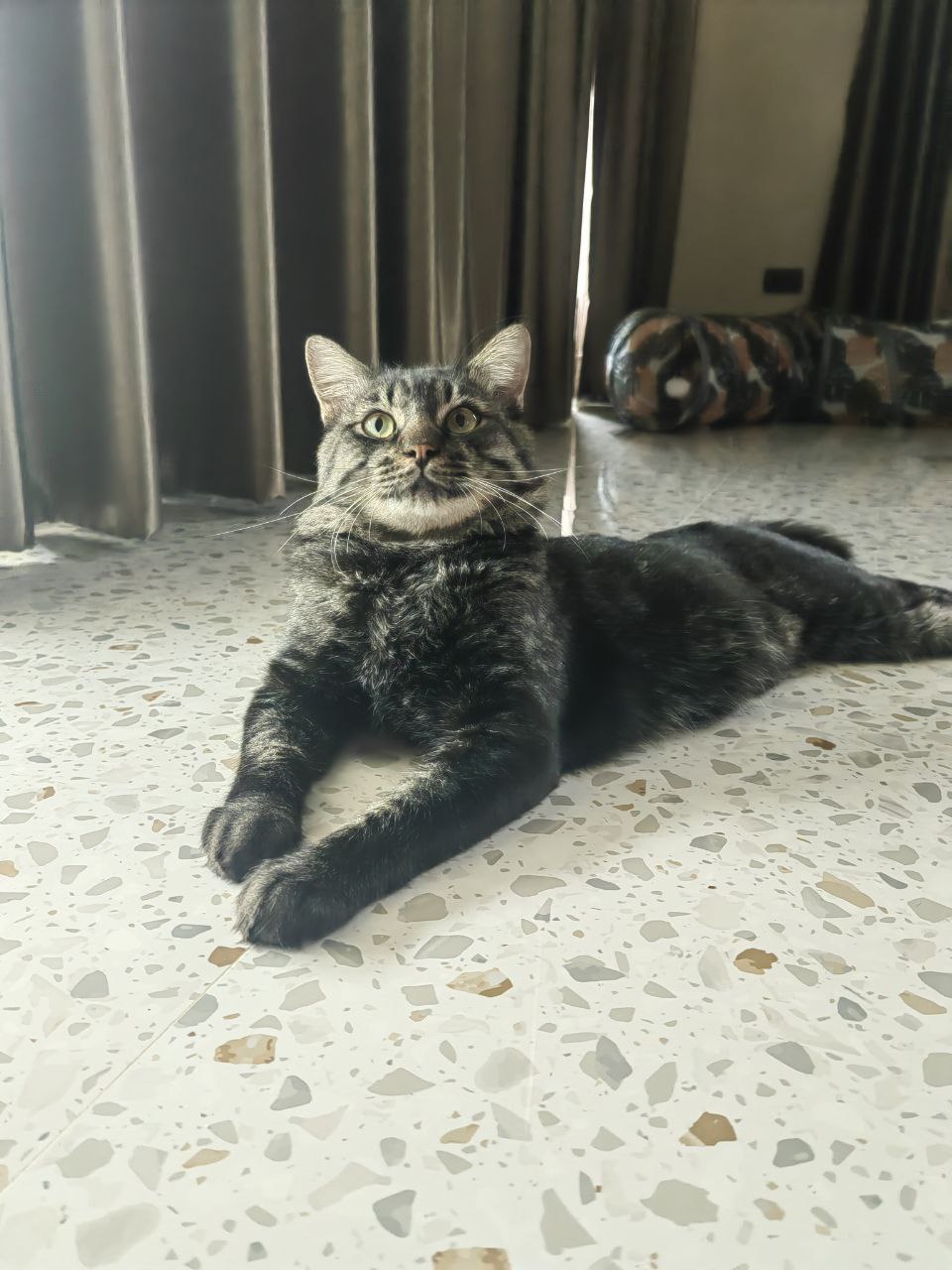 Спасение и усыновление котика