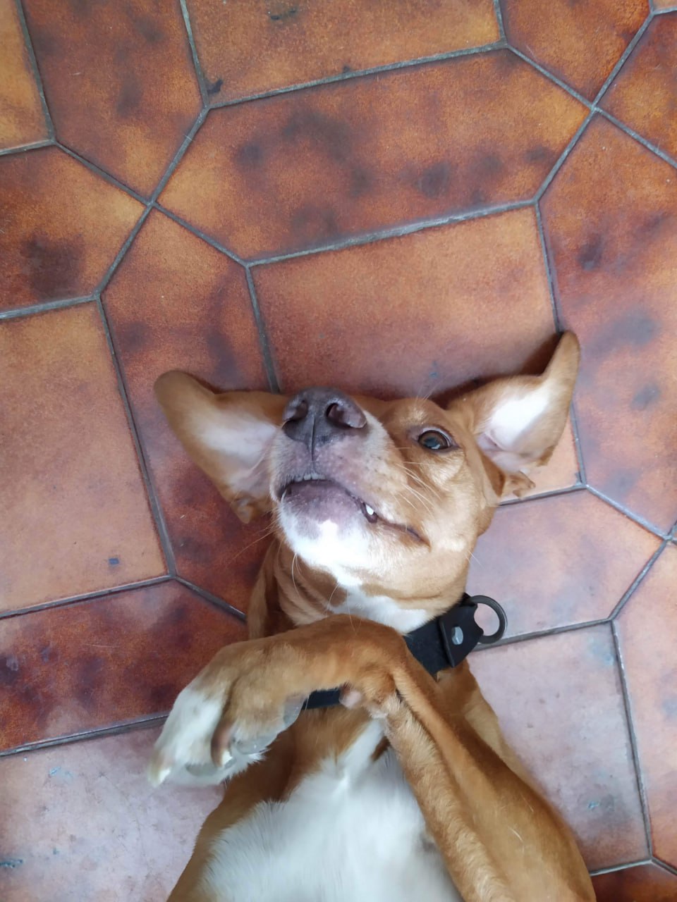 Необычный день в Португалии