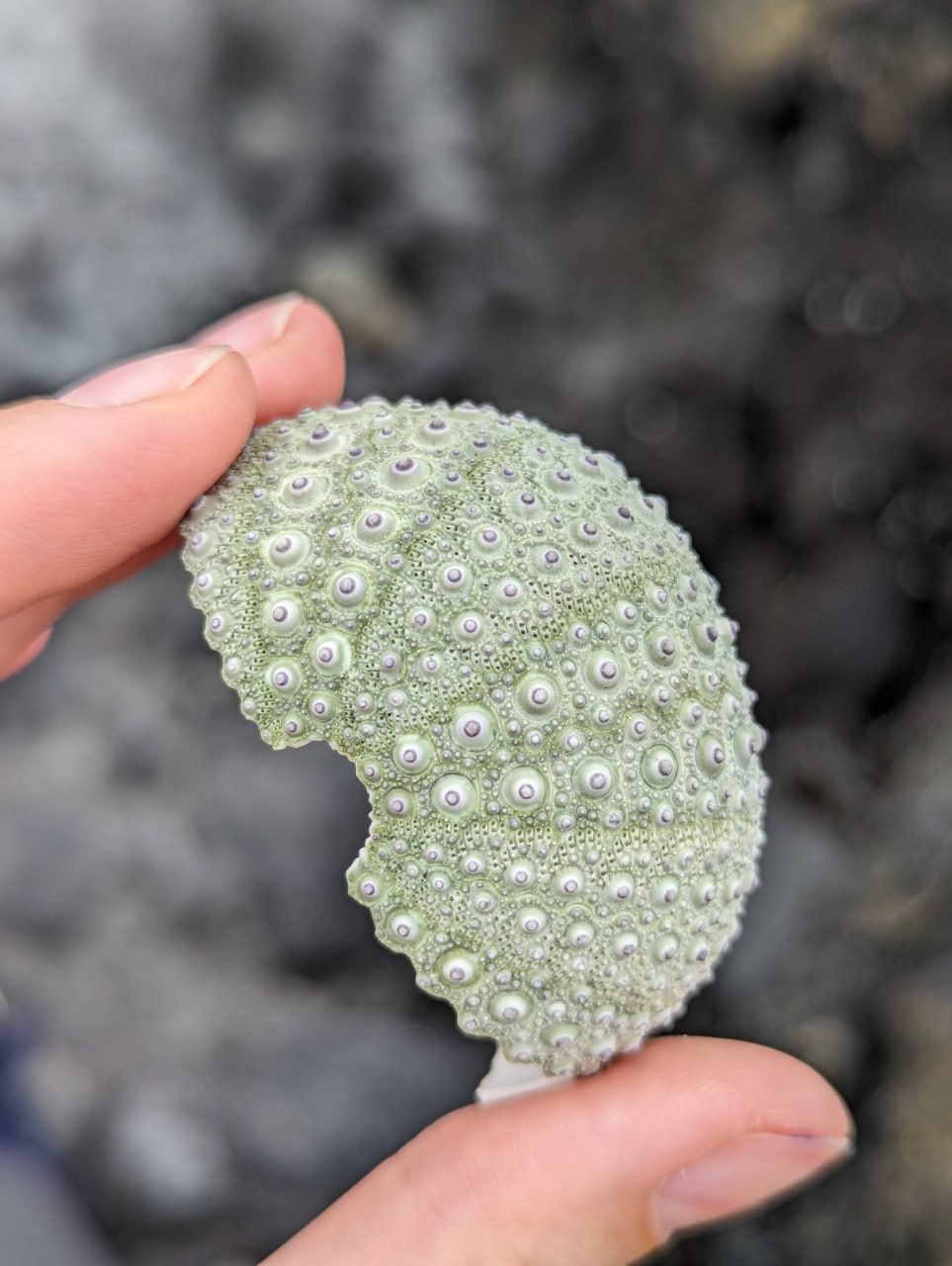 Побережье, ракушки и вулканические камни